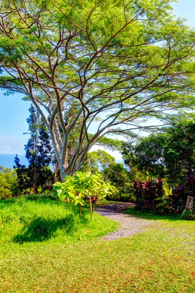 Tropická zahrada. Zahrada Eden, Maui Havaj — Stock fotografie