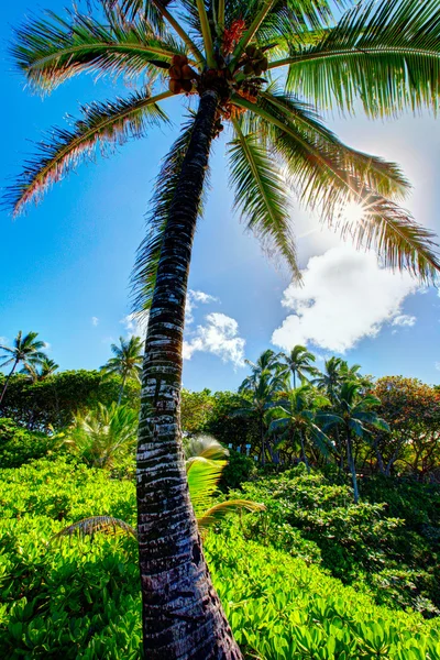 茂宜岛阳光下的大棕榈树 — 图库照片