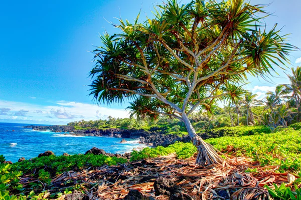 Olas rompiendo en las rocas en un día soleado. Maui, Hawaii —  Fotos de Stock