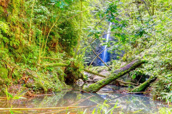 Jangles tropicaux avec cascade et lac. Maui ! — Photo