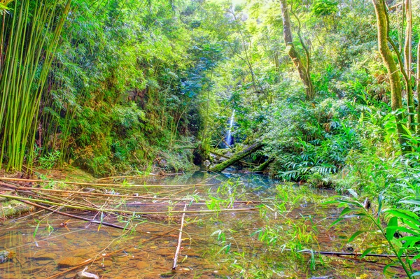 Jangles tropicais com cachoeira e lago. Maui... — Fotografia de Stock