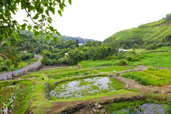 Wyspa Maui. Widok na zielone ogrody. Hawaje. — Zdjęcie stockowe