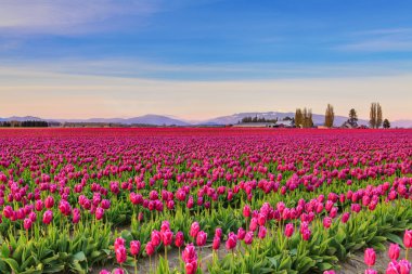 Field of beautiful colorful tulips in Roozengaarde clipart
