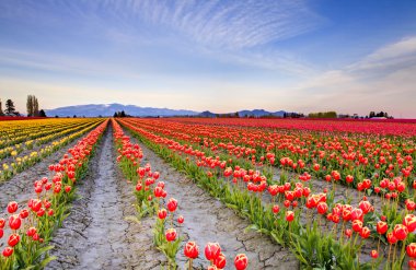 Field of beautiful colorful tulips in Roozengaarde clipart