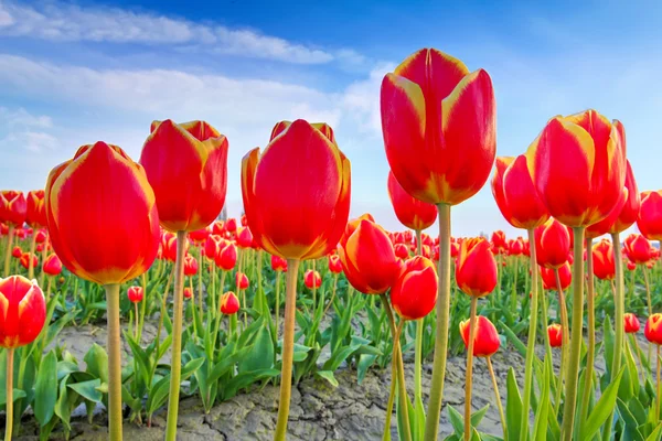 Rode tulpen met prachtige boeket achtergrond. — Stockfoto