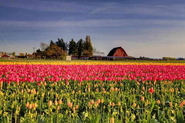 Az ágyon Roozengaarde a piros sárga tulipánok — Stock Fotó