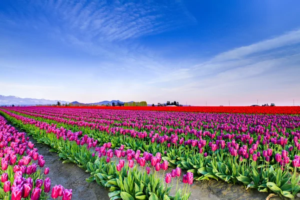 Gebied van prachtige kleurrijke tulpen in Roozengaarde — Stockfoto