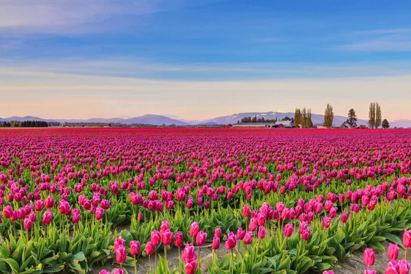 Gebied van prachtige kleurrijke tulpen in Roozengaarde — Stockfoto