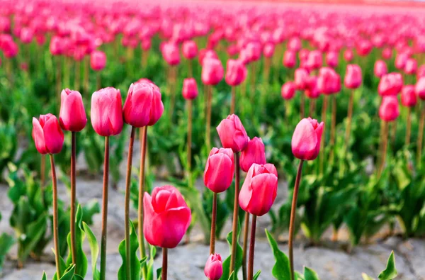 Gebied van prachtige kleurrijke tulpen in Roozengaarde — Stockfoto