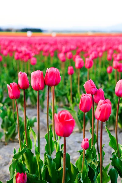 Campo de belas tulipas coloridas em Roozengaarde — Fotografia de Stock