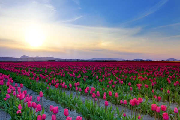 Champ de belles tulipes colorées à Roozengaarde — Photo