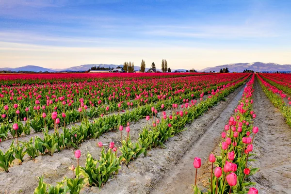 Campo de hermosos tulipanes coloridos en Roozengaarde — Foto de Stock