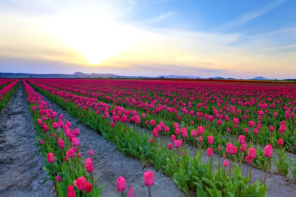 Roozengaarde güzel renkli Lale alan — Stok fotoğraf