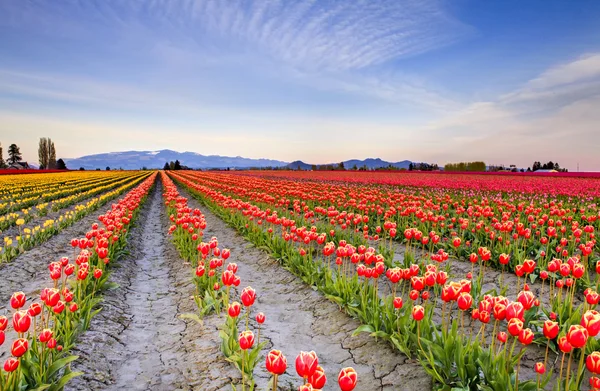 Feld von schönen bunten Tulpen in roozengaarde — Stockfoto