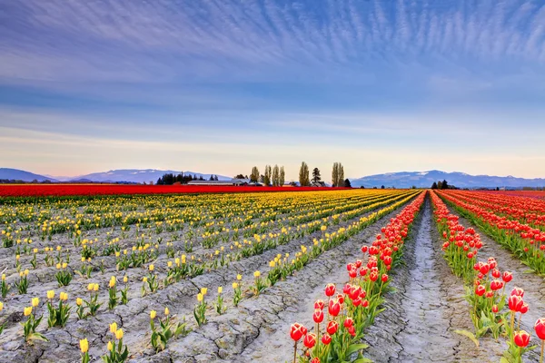 Gebied van prachtige kleurrijke tulpen in Roozengaarde — Stockfoto