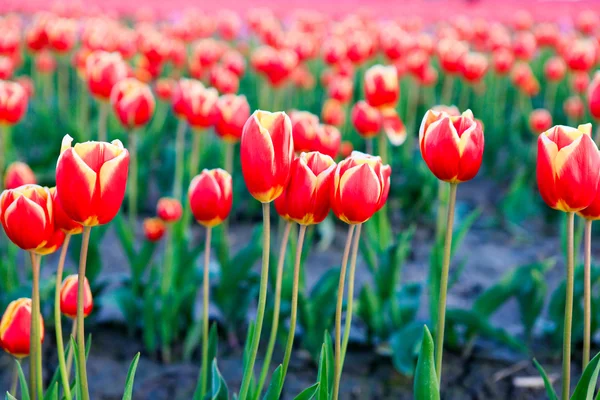 Красные тюльпаны на фоне красивого букета . — стоковое фото