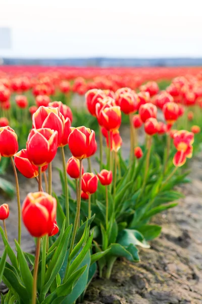 Tulipas vermelhas com fundo lindo buquê . — Fotografia de Stock