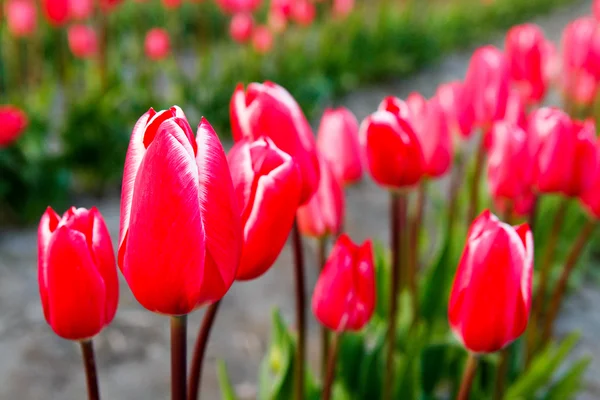 Tulipas vermelhas com fundo lindo buquê . — Fotografia de Stock