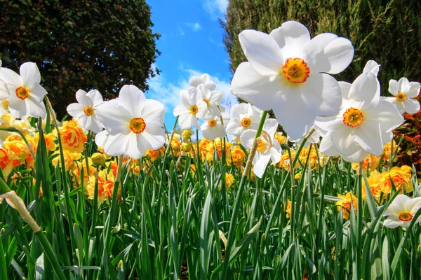 Natural flowers daffodils growing in the garden — Stock Photo, Image