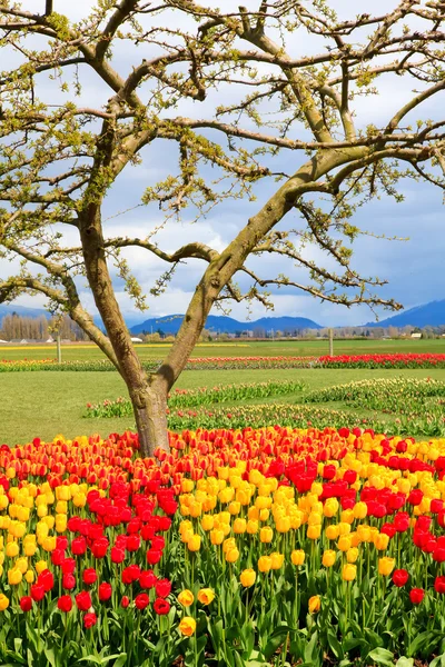 Field of beautiful colorful tulips in Roozengaarde — Stock Photo, Image