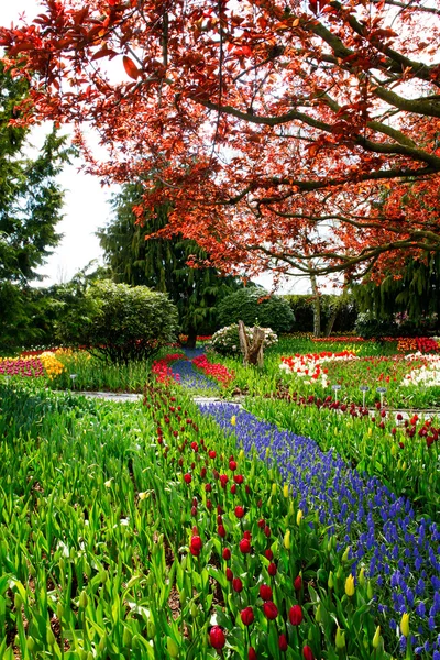 Field of beautiful colorful tulips in Roozengaarde — Stock Photo, Image