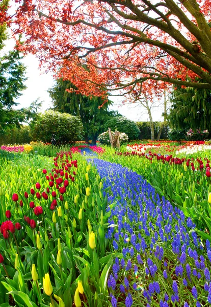 Field of beautiful colorful tulips in Roozengaarde — Stock Photo, Image