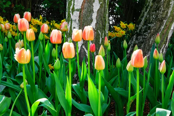 Tulipa. Belo buquê de tulipas. tulipas coloridas . — Fotografia de Stock