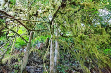 Yosunlu ağaç dalları bornoz Kanyon tarihi Park
