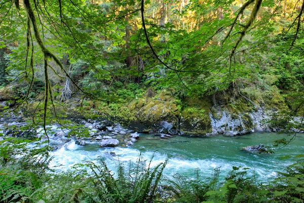 Mountain river. Robe Canyon Historic Park - Lime Kiln Trail — Stock Photo, Image