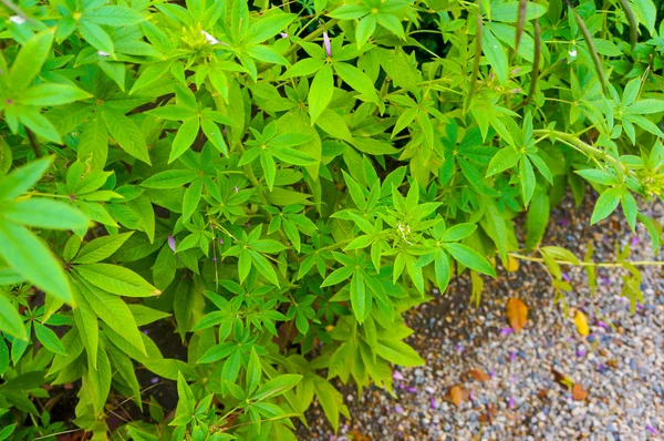 Salem büyüyen büyük yeşil çalı — Stok fotoğraf