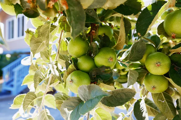 Close-up of green apples on a tree — Stock Photo, Image