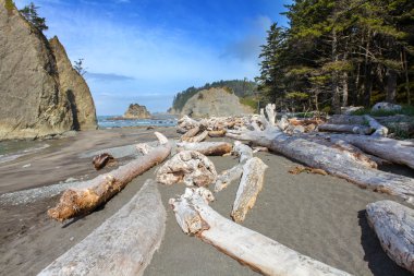 Güzel La Push plaj Forks, Washington.