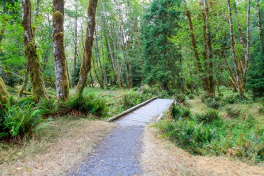 Yolu Hoh yağmur ormanlarında. La Push, Wa
