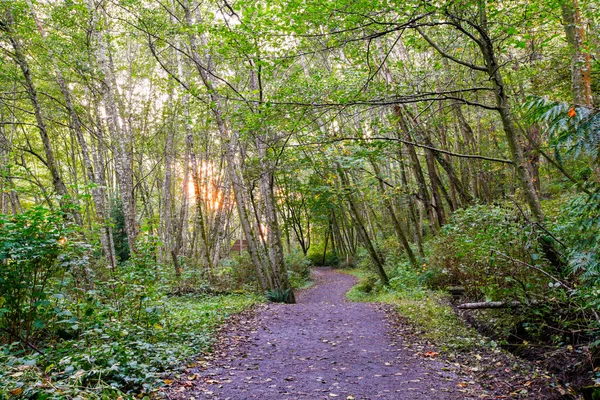 Sonnenstrahlen filtern durch die Baumkronen am Wanderweg — Stockfoto