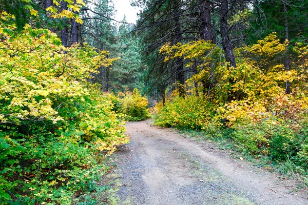 穿过森林的路。秋季景观 — 图库照片
