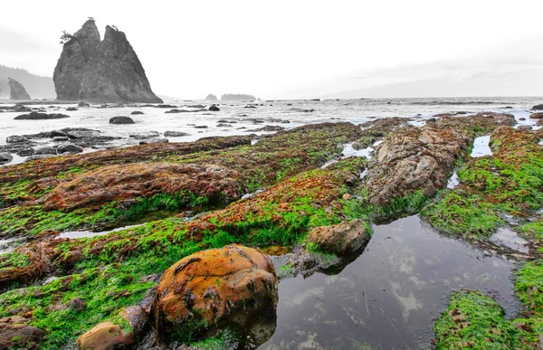 Moss cobriu rochas ao longo da costa na primeira praia em La Push — Fotografia de Stock