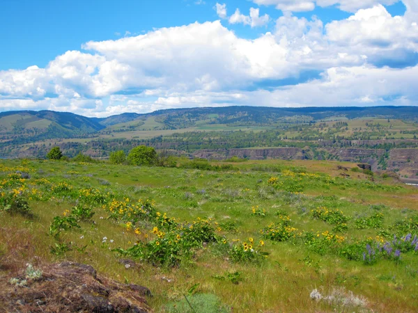 Columbia river. Vacker utsikt från panaroma syn punkt — Stockfoto