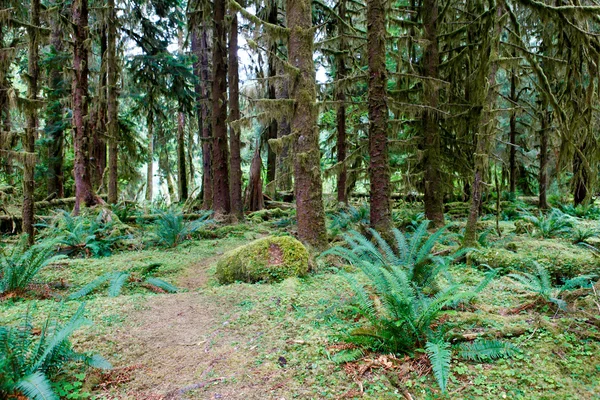 Caminho na floresta tropical Hoh. La Push, WA — Fotografia de Stock