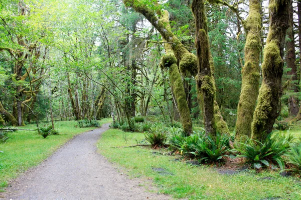 Pfad im hoh Regenwald. la push, wa — Stockfoto