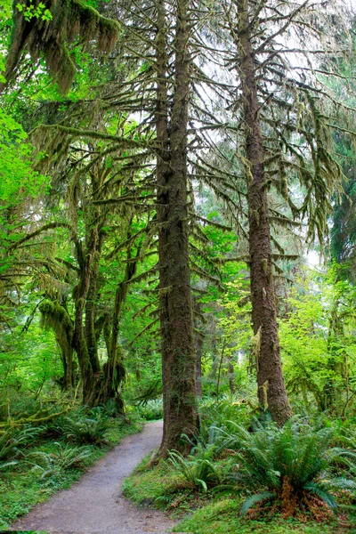 Droga w lasu deszczowego Hoh. La Push, Wa — Zdjęcie stockowe