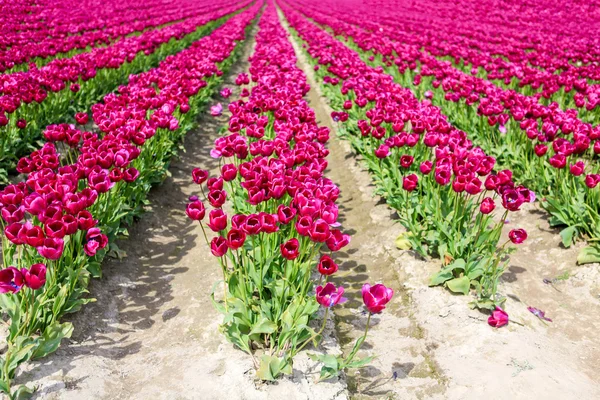 Champs vibrants de tapis de tulipes colorées. Festival des tulipes de la vallée de Skagit — Photo