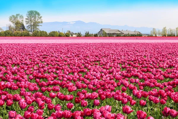 Levendige velden van kleurrijke tulpen tapijt. Skagit valley tulp festival — Stockfoto