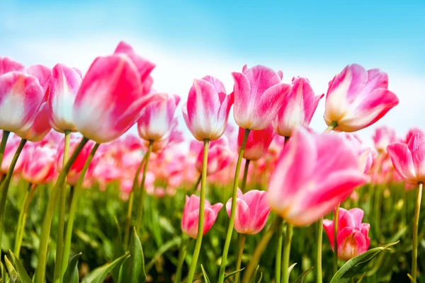 Яркие поля красочного ковра из тюльпанов. Фестиваль тюльпанов Скагитовой долины — стоковое фото