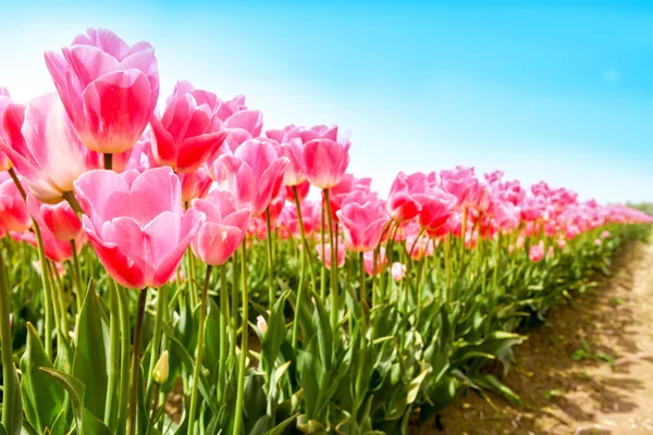 Campos vibrantes de tapete tulipas coloridas. Skagit vale tulipa festival — Fotografia de Stock