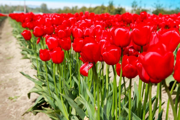 Bela vista de tulipas rosa sob a luz solar — Fotografia de Stock