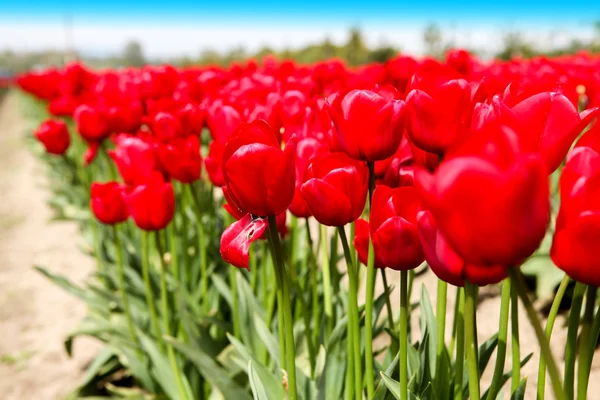 Bela vista de tulipas rosa sob a luz solar — Fotografia de Stock