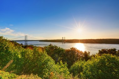 Tacoma harika doğal defne görünümünde