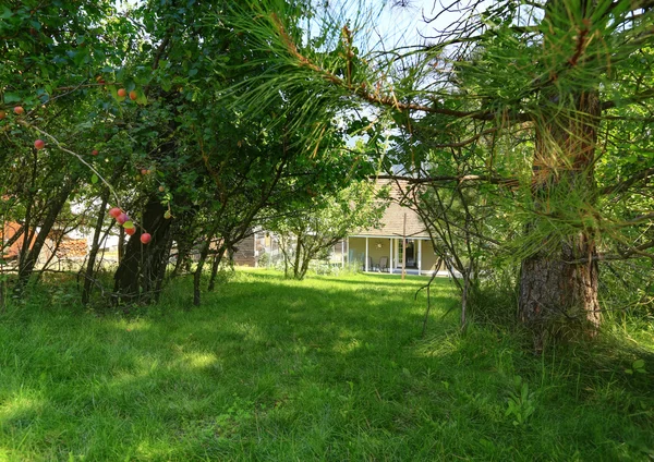 Jardin d'arrière-cour avec arbres et herbe verte — Photo