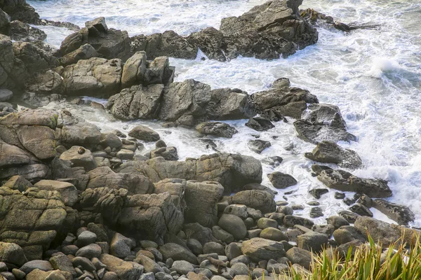 Selos em uma costa rochosa em Westport, Nova Zelândia — Fotografia de Stock
