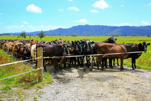 Herd of cows waiting for a change of pasture. Fox Glacier, New Zealand — Stock Photo, Image